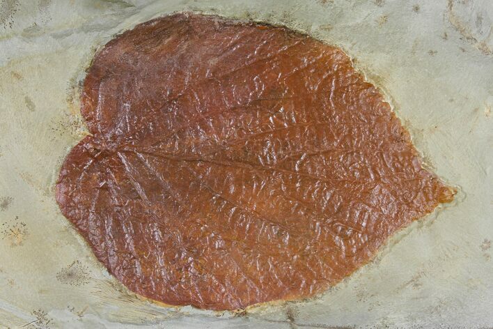 Fossil Leaf (Davidia) - Montana #120814